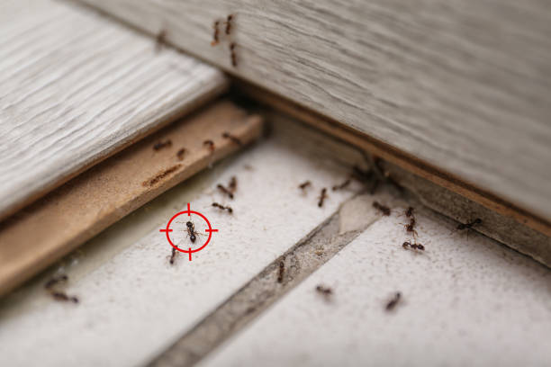 Best Residential Pest Control  in New Berlin, IL