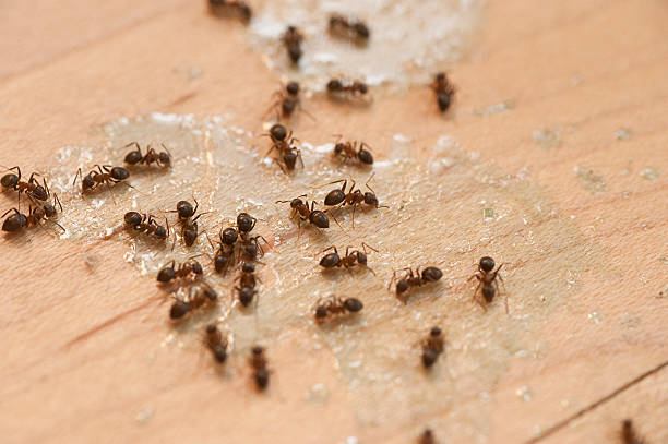Best Best Pest Control Companies  in New Berlin, IL