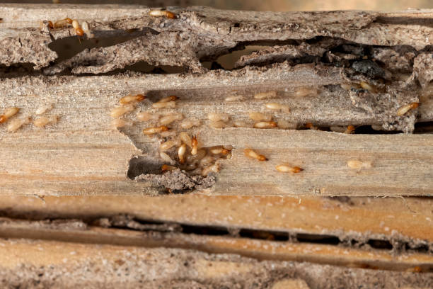 Best Wasp Removal Services  in New Berlin, IL